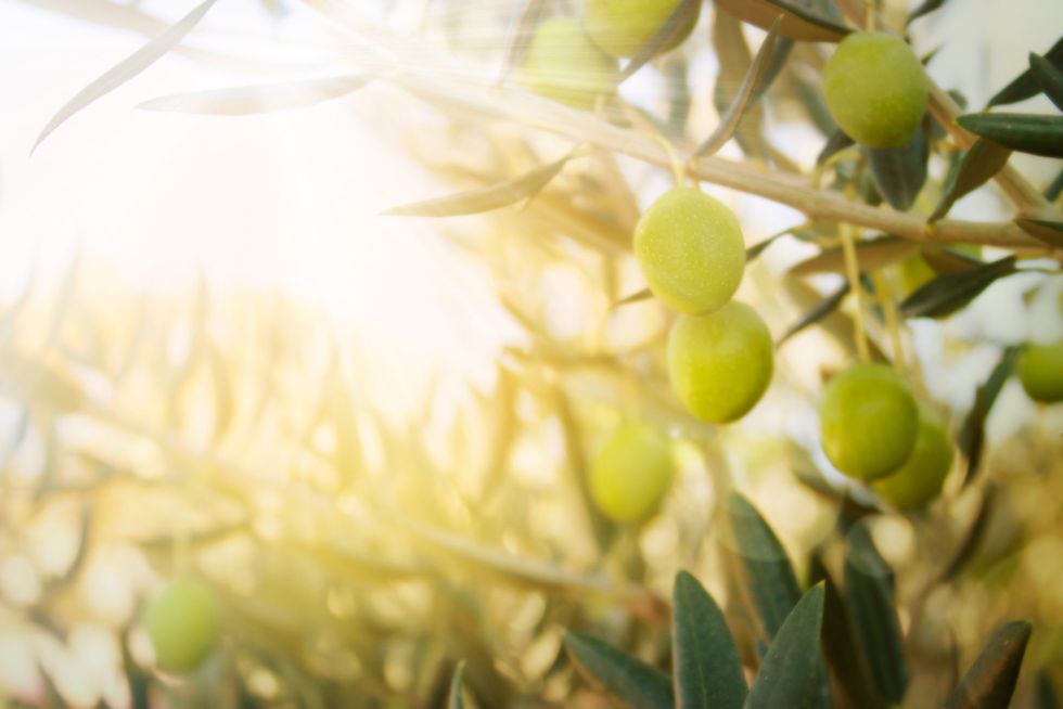 The Olive Tree and the Nature of Persistence