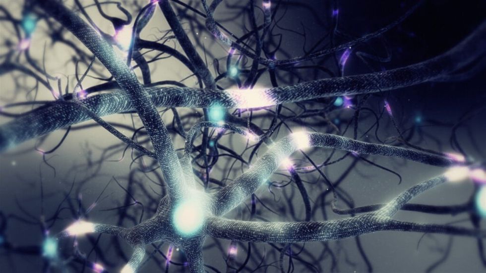 neurons-human-brain