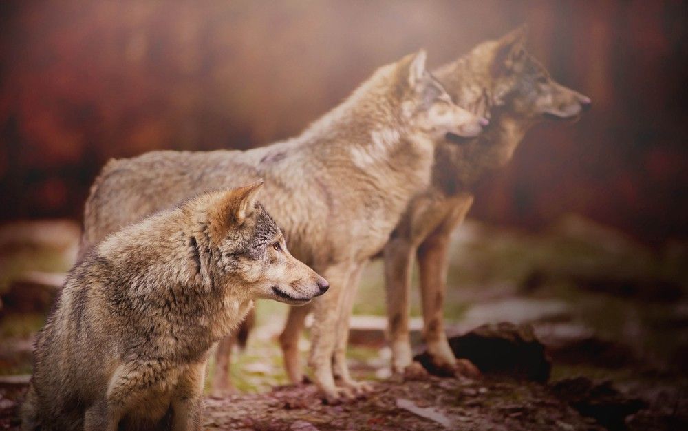 wolf-pack-truth-about-alphas