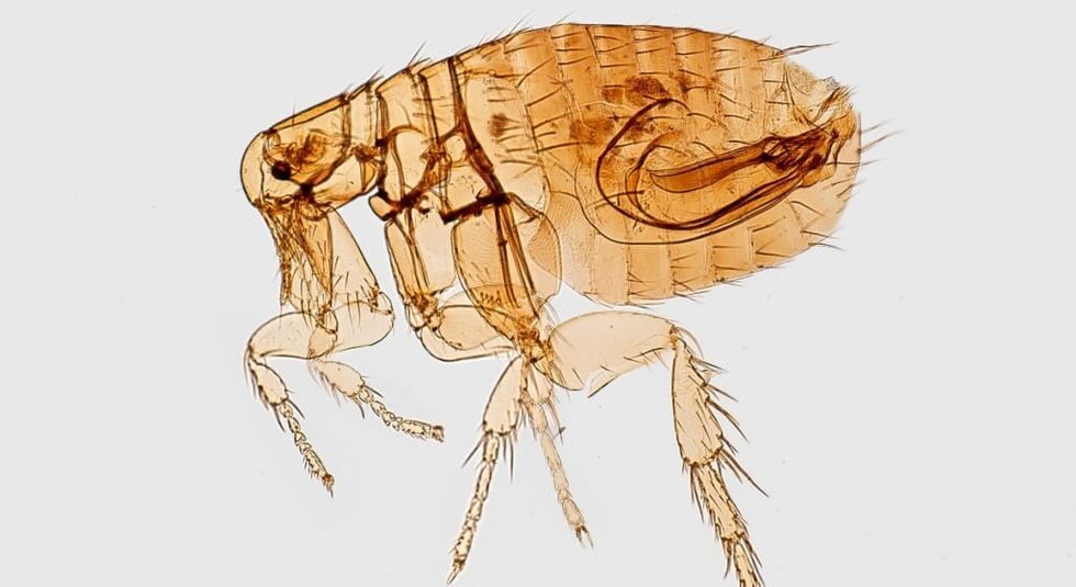 A flea the color of puce