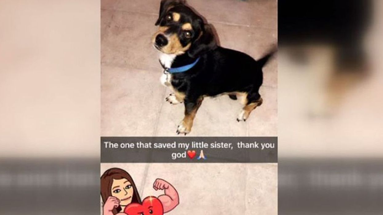 Hero of the Week: 15-Pound Beagle's Loyalty Saves Young Girl from Kidnapper, Teaches Us a Universal Lesson in Bravery