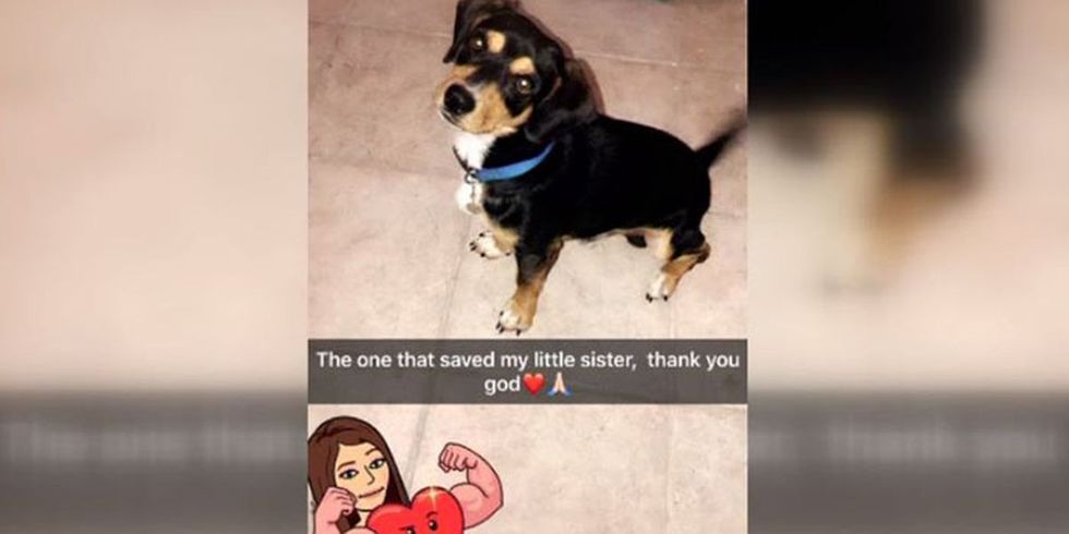 Hero of the Week: 15-Pound Beagle's Loyalty Saves Young Girl from Kidnapper, Teaches Us a Universal Lesson in Bravery