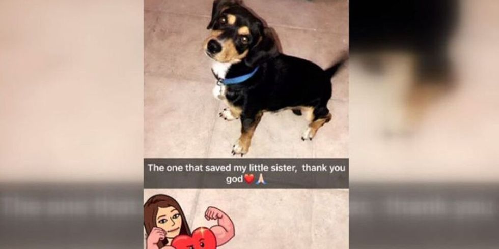 beagle-saves-young-girl