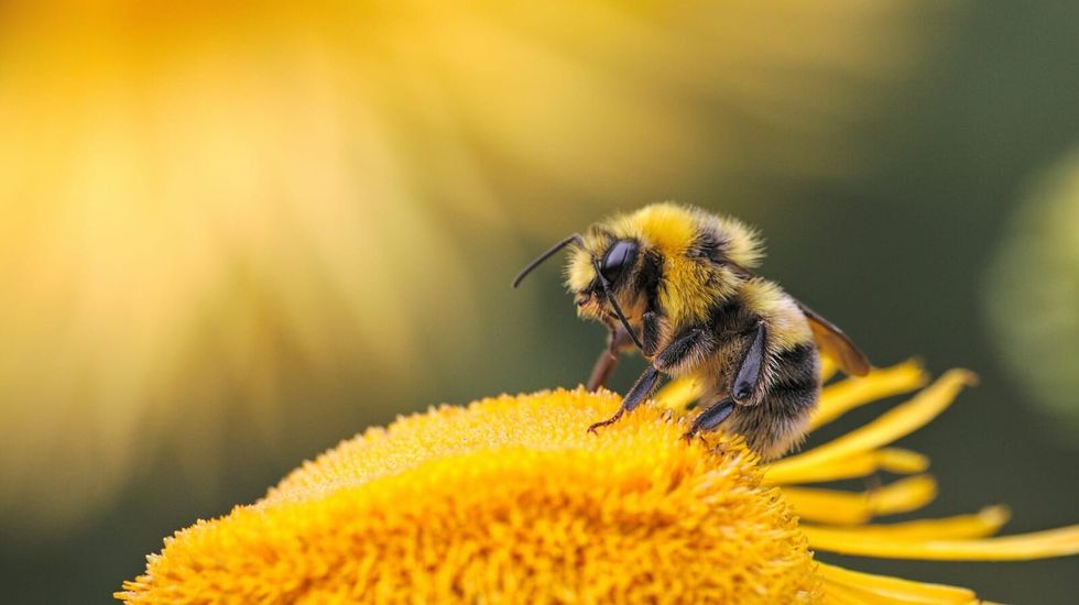 bee sitting on a yellow flower