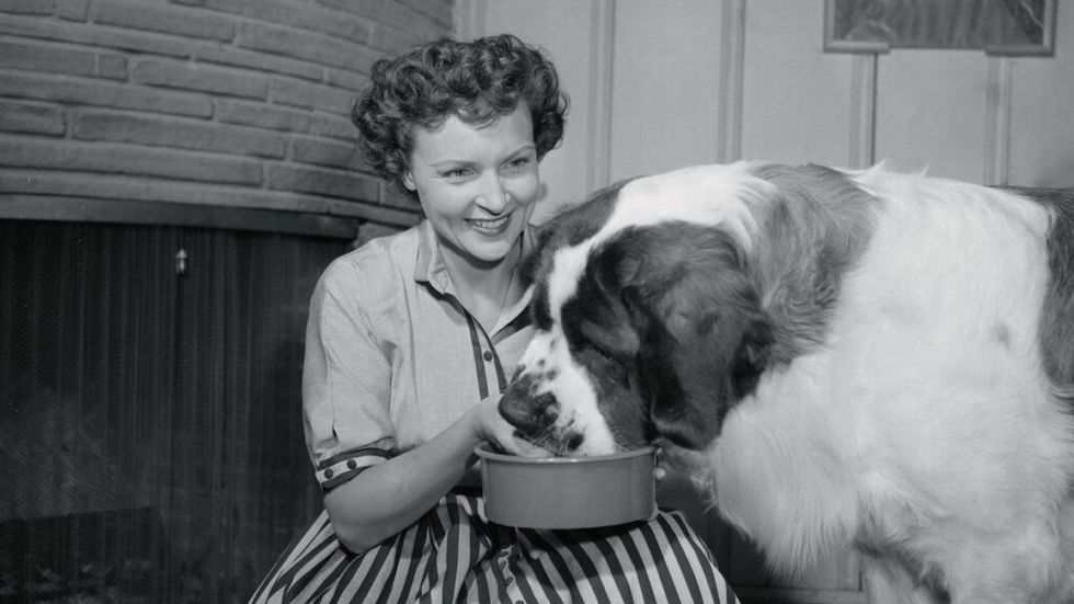 Betty White, star of DuMont's Life with Elizabeth show, has just about enough time to feed her huge St. Bernard, Stormy, before dashing off to the studio from home.