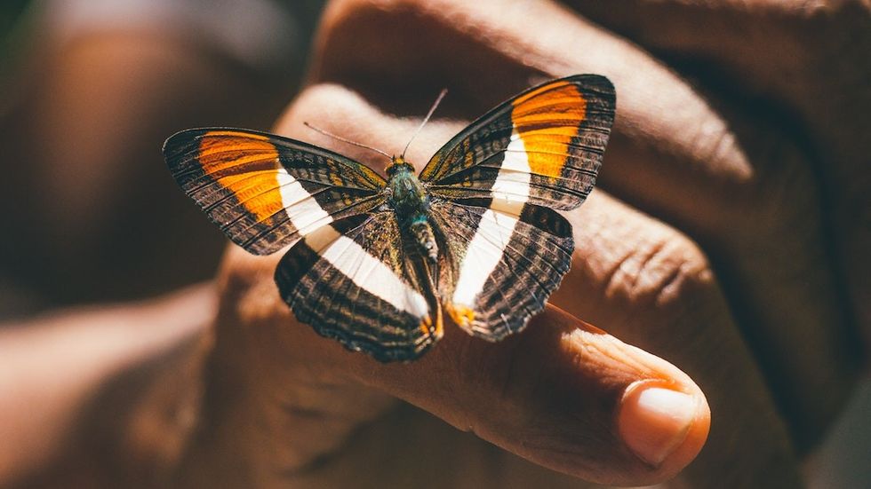 100 Inspirational Butterfly Quotes About Transformation and Love