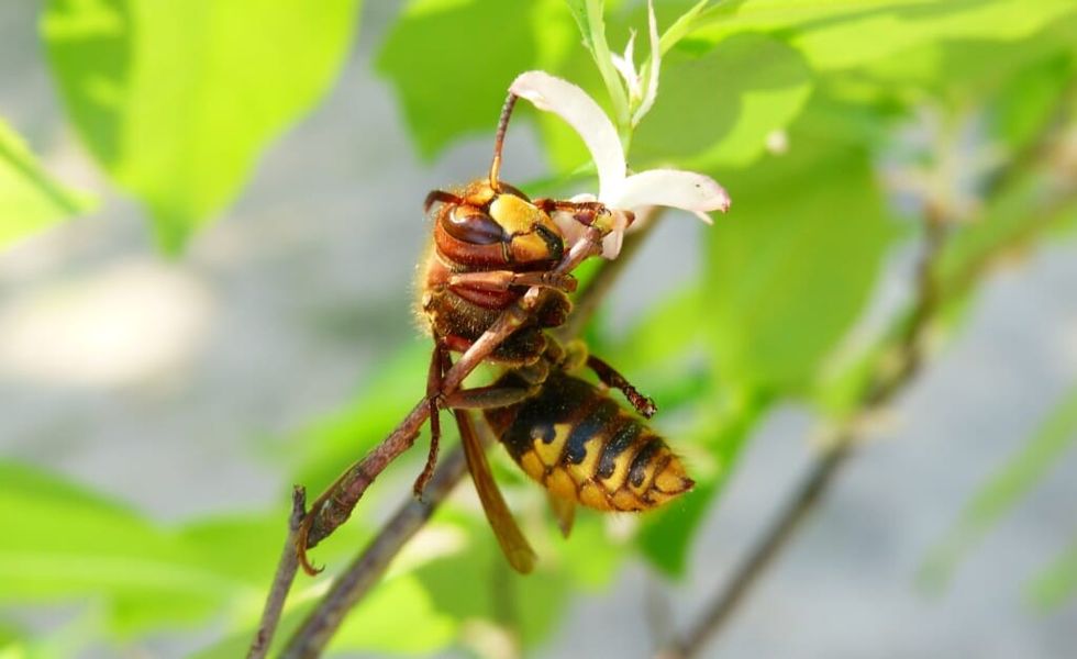close up of hornet amongst leaves
