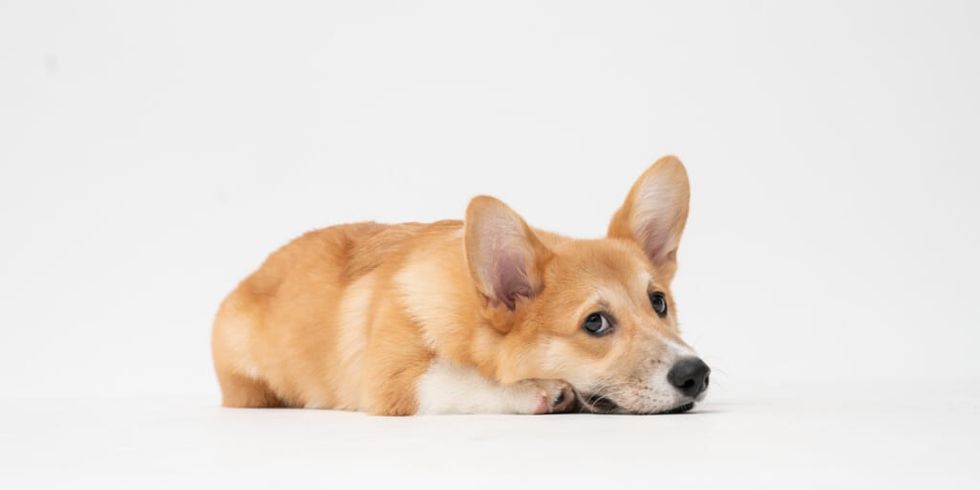 Depressed corgi