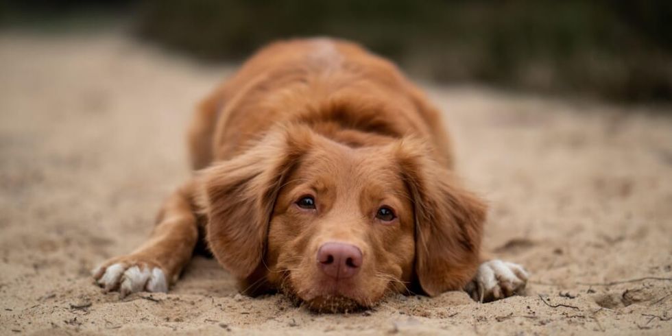 Dog lying down smiling by Jamie Street from Unsplash