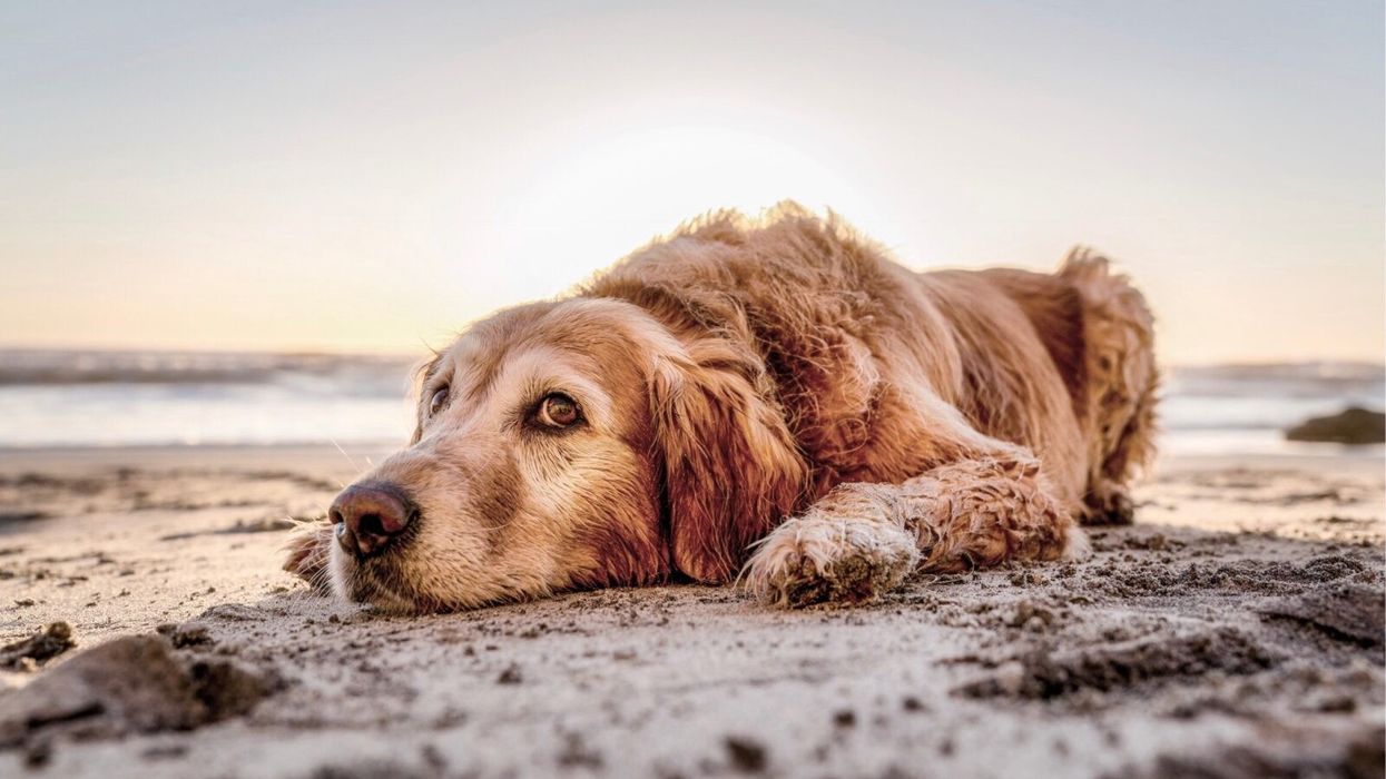 Hero of the Week: Golden Lab Saves Sleeping Owner from House Fire One Year After Being Rescued