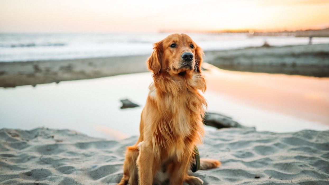 50 Dog Quotes for You and Your Furry Best Friend