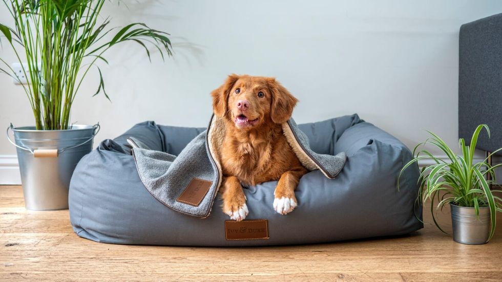 dog sitting in a dog bed with potted plants around it