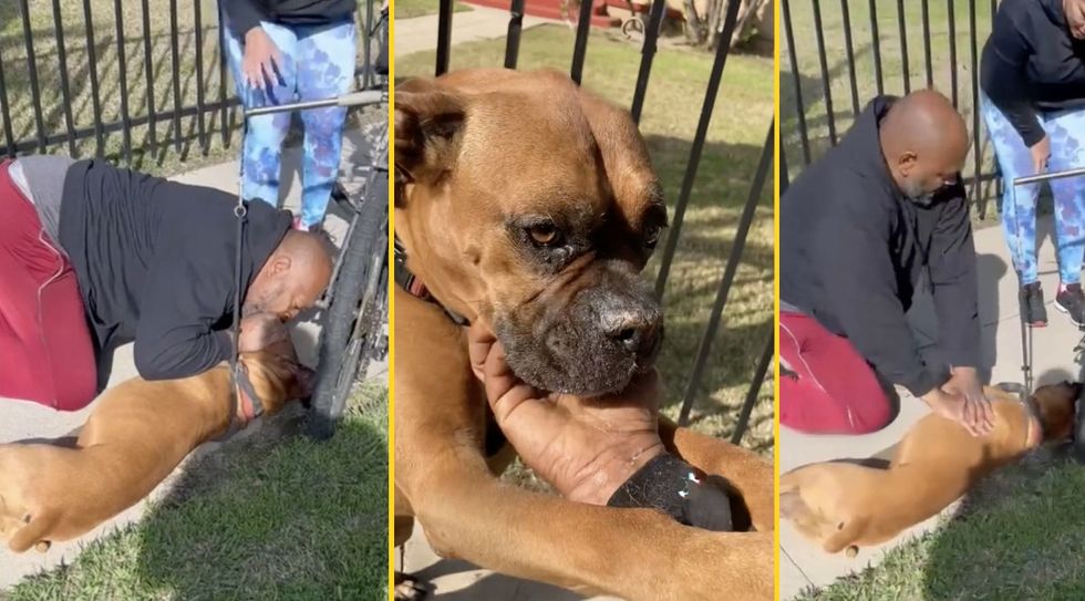 Dog Collapses Outside Park and Stranger Performs CPR to Save Its Life (WATCH)