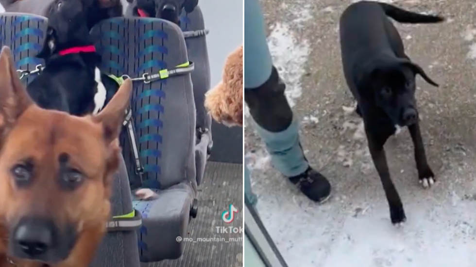 <strong>Dozens of Adorable Dogs Ride Bus Like Humans in Viral TikTok Video</strong>