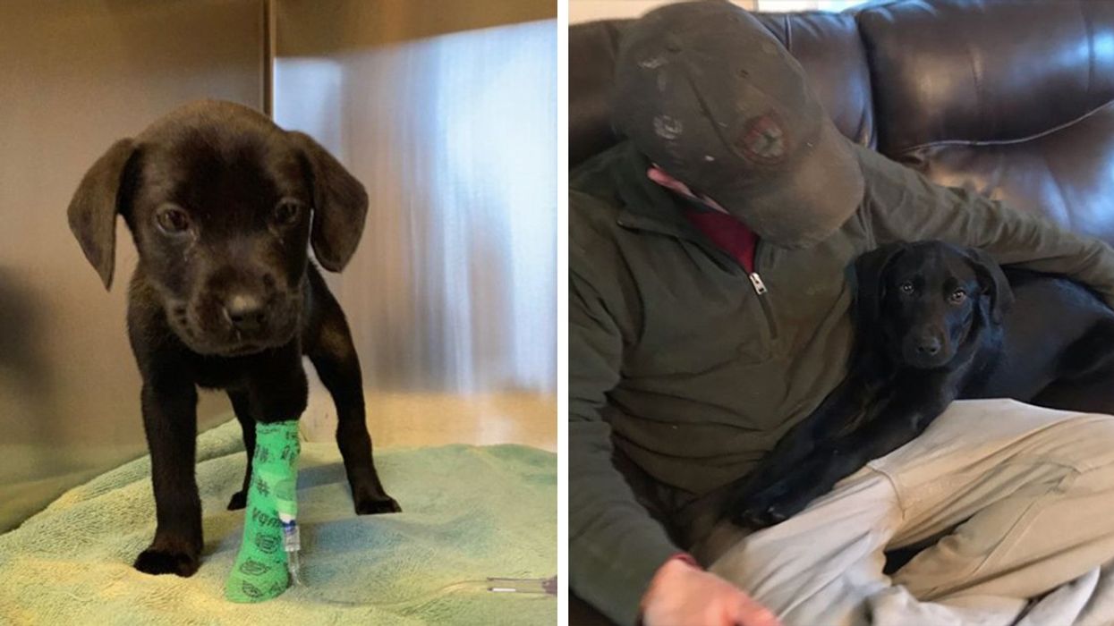 This Deaf Puppy Couldn't Find a Home After Illness, Until His Deaf Owner Came Along and Taught Him Sign Language