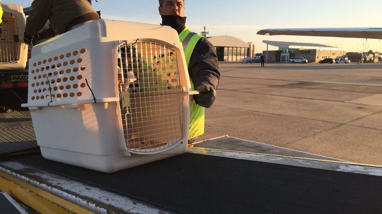 Organization Saves 110 Perfectly Healthy Dogs (and One Cat) from Euthanasia