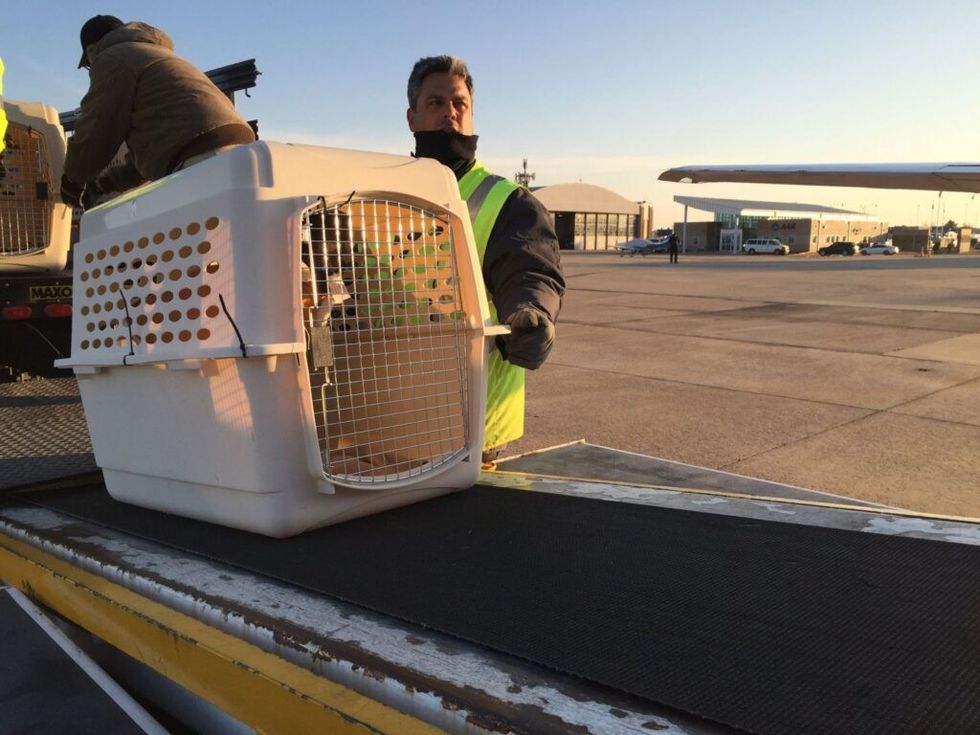 fetch-fido-a-flight-rescue-operation