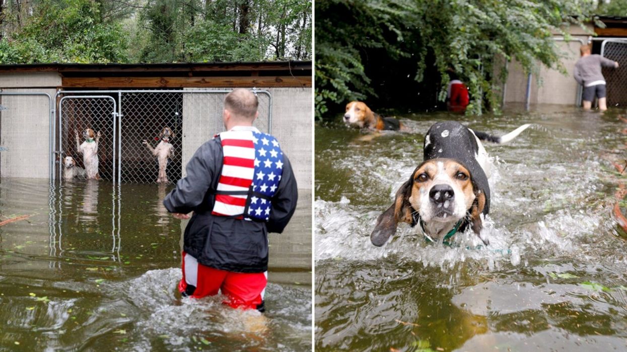 Hurricane Florence Hero Volunteer Rescues Abandoned Dogs Moments Before They Drown in Locked Cage