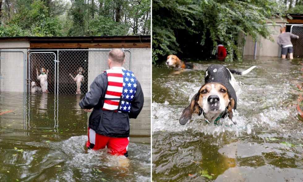 Hurricane Florence Hero Volunteer Rescues Abandoned Dogs Moments Before They Drown in Locked Cage
