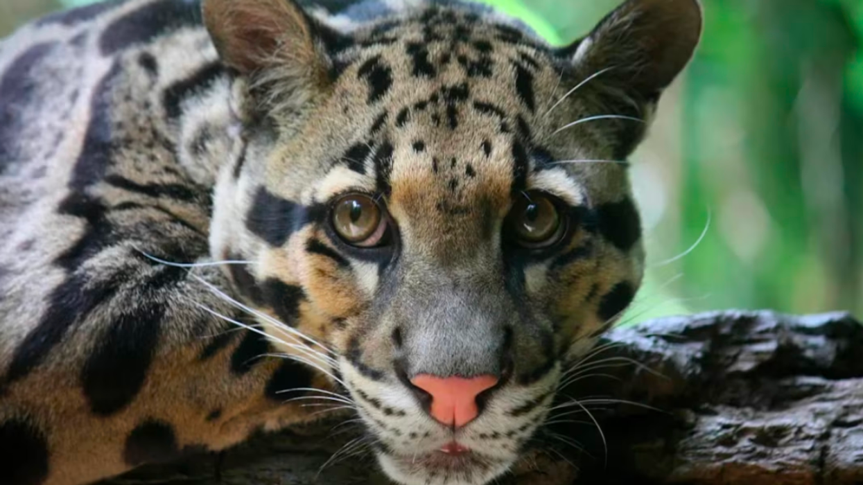 Remarkable Leopard Thought to Be Extinct Spotted for First Time in Over 35 Years