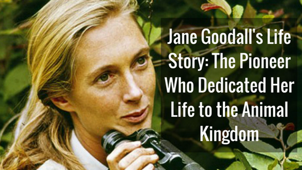Jane Goodall's Life Story: The Pioneer Who Dedicated Her Life to the Animal Kingdom