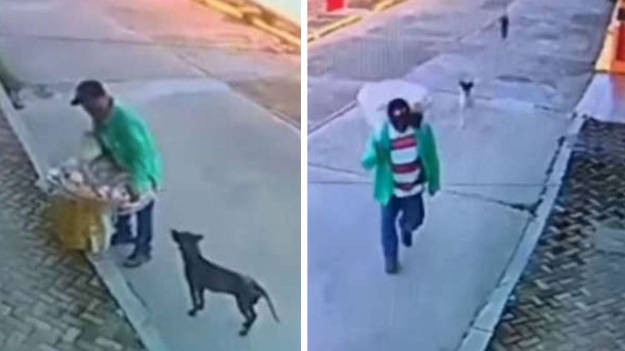 Video Of How Poor Street Vendor Treats Stray Dogs Goes Viral For All The Right Reasons