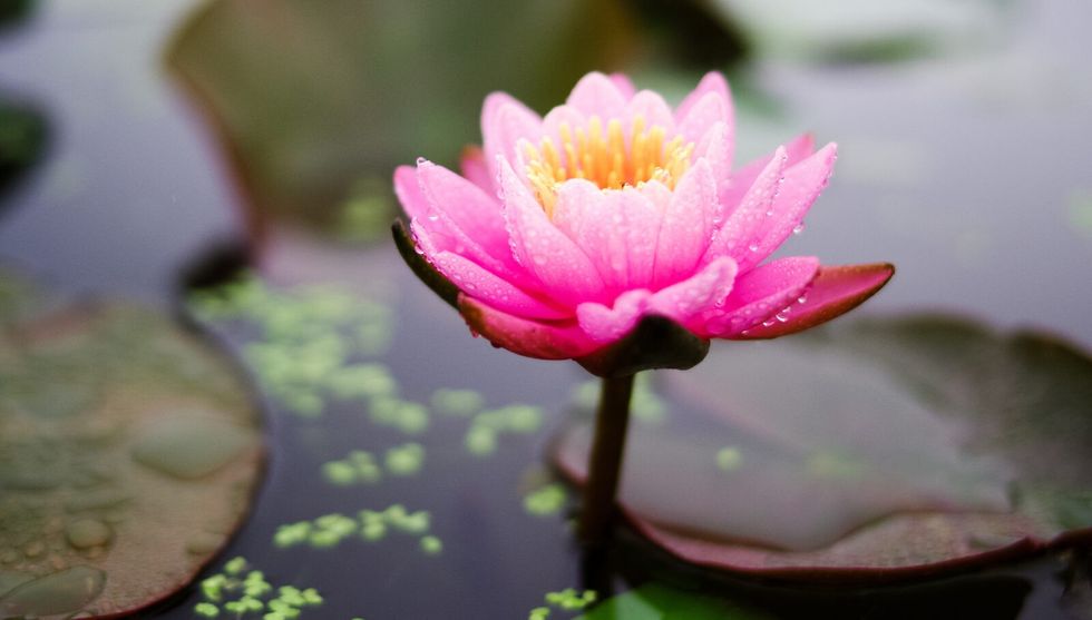 No Mud, No Lotus: Why Growth Can't Happen Without Self-Acceptance First
