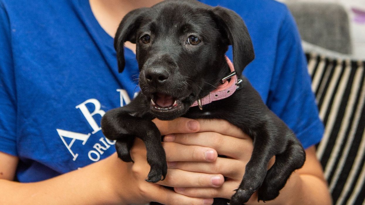 This Puppy With Six Legs is a Bullied Teen's Saving Grace