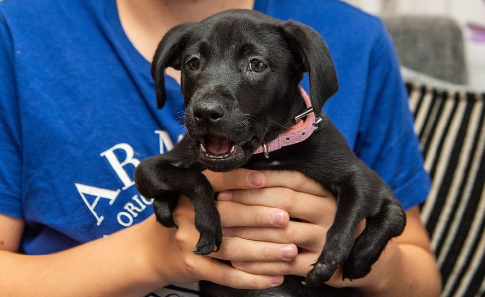 This Puppy With Six Legs is a Bullied Teen's Saving Grace