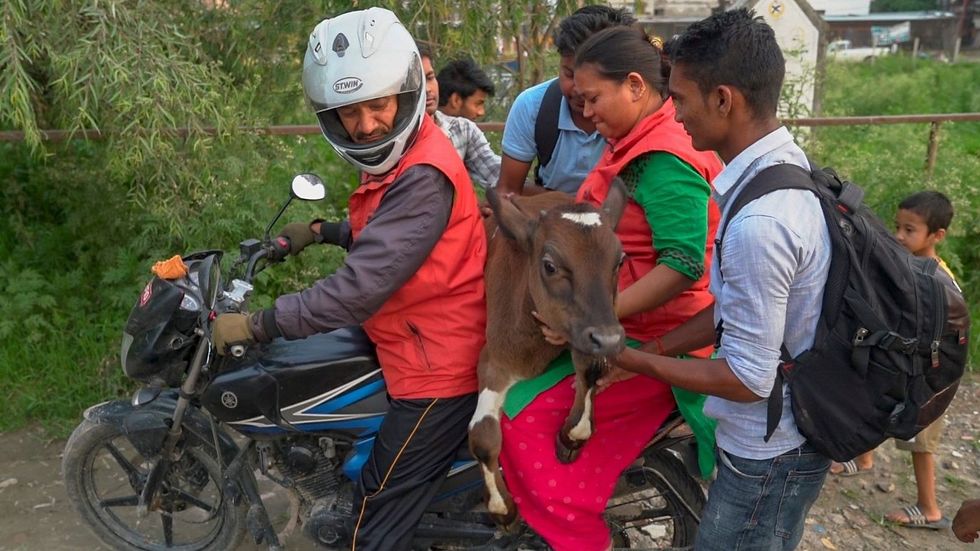 Hero of the Week: This Man Is Rescuing Street Cows by Driving Them to Safety on the Back of His Motorbike