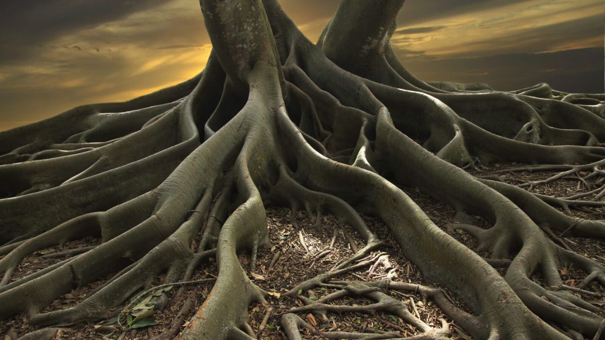 There's No Overnight Success: The Story of the Maple and the Weeds