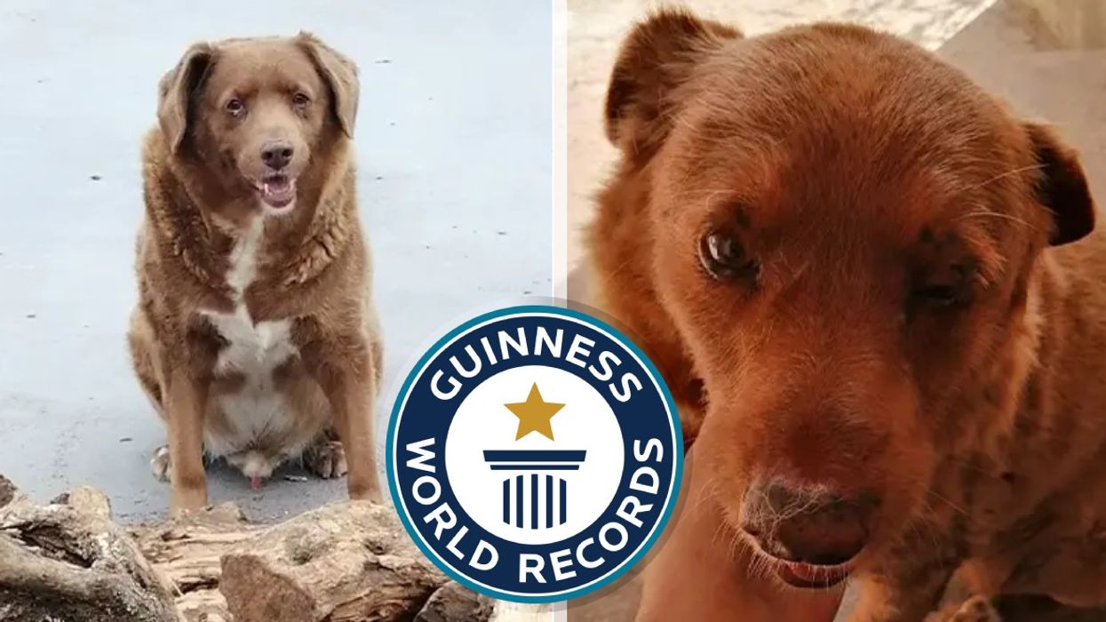 Who's A Good Boy? Guinness World Records Crowns This Ageless Pooch as the Oldest Dog to EVER Live (VIDEO)