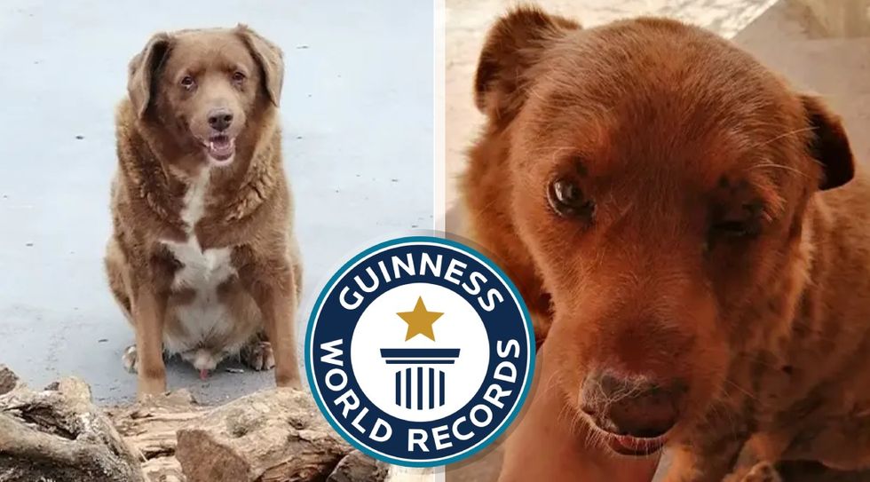 Who's A Good Boy? Guinness World Records Crowns This Ageless Pooch as the Oldest Dog to EVER Live (VIDEO)