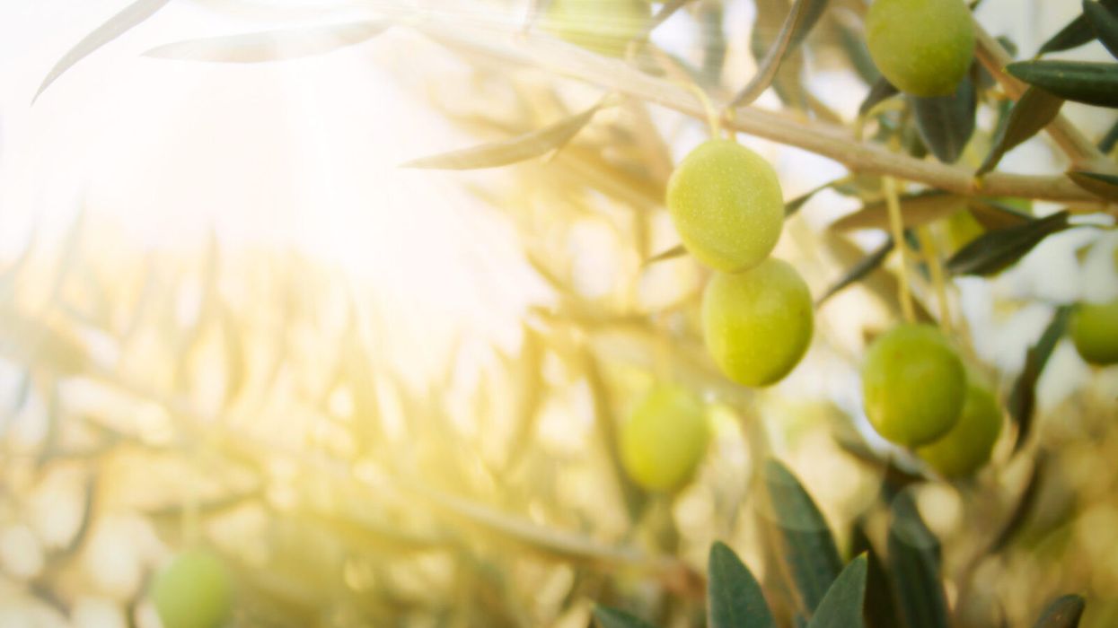 The Olive Tree and the Nature of Persistence