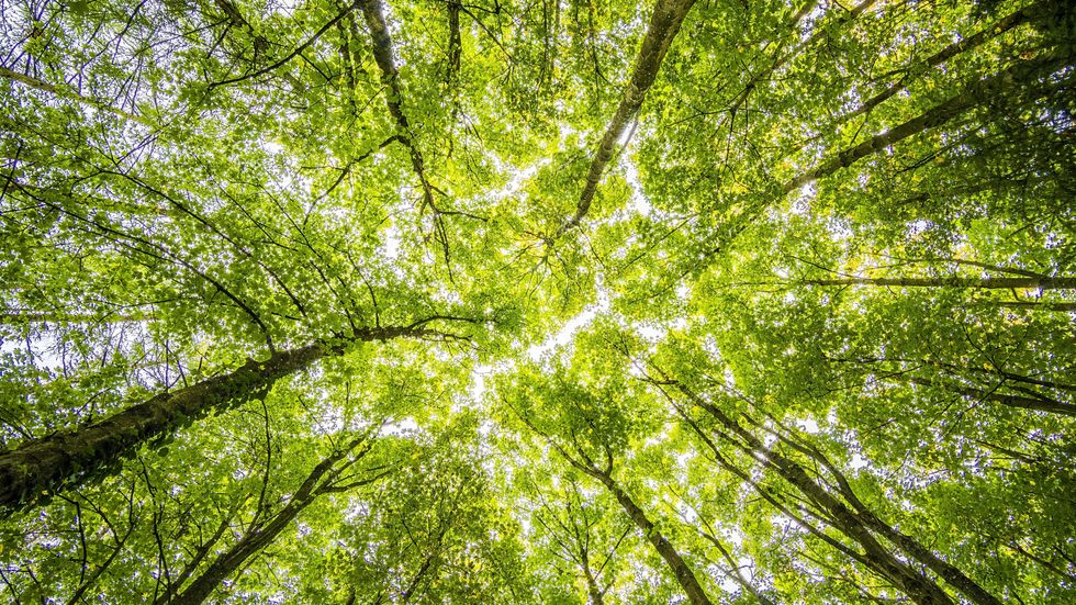 overhead of trees in a forest