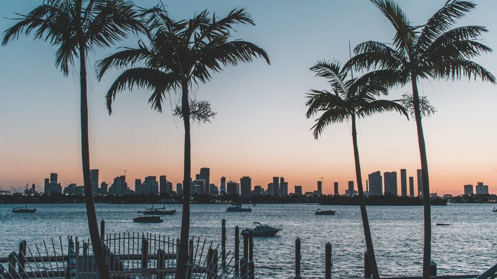 palm trees in front of a skyline