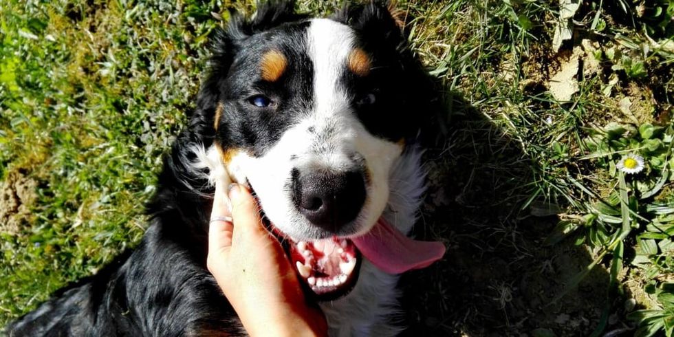 Person petting dog lying on grass by Doloresz Dombi from Unsplash