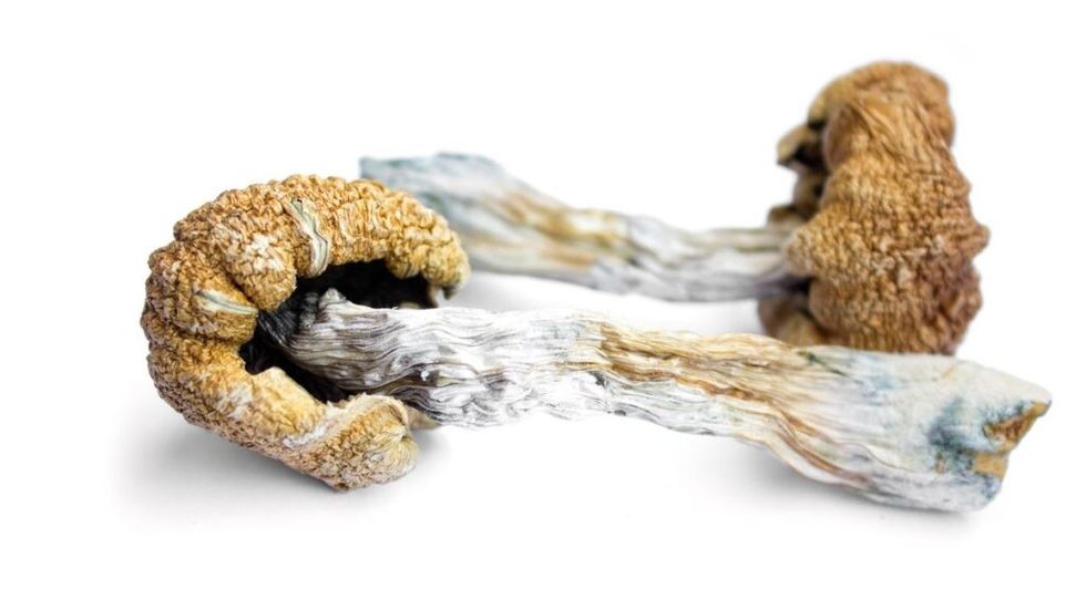 psilocybin