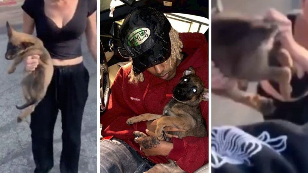 Man Saves Puppy After It Was Thrown At Him--And Gives It A New Home