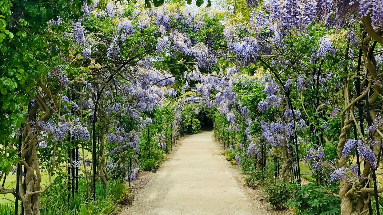purple flower bloom during daytime