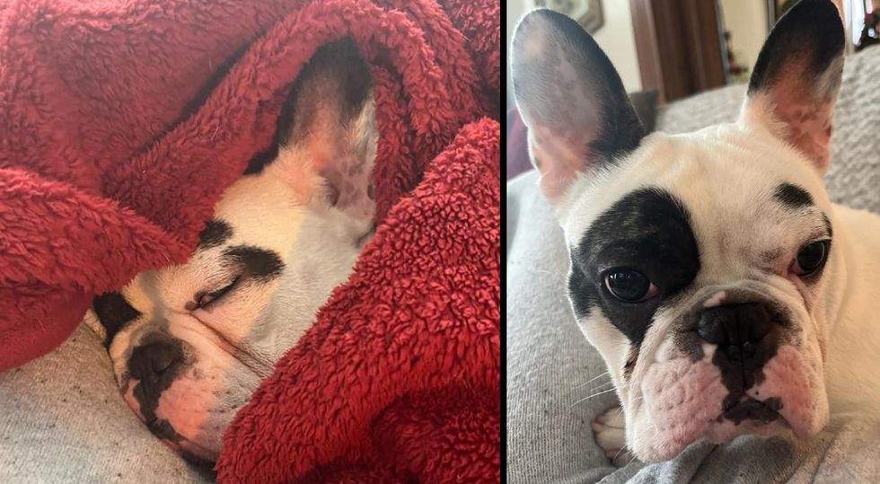 "I am COMPLETELY in love": Ralphie the "Demon" Dog Finds Fur-Ever Home With New Owner