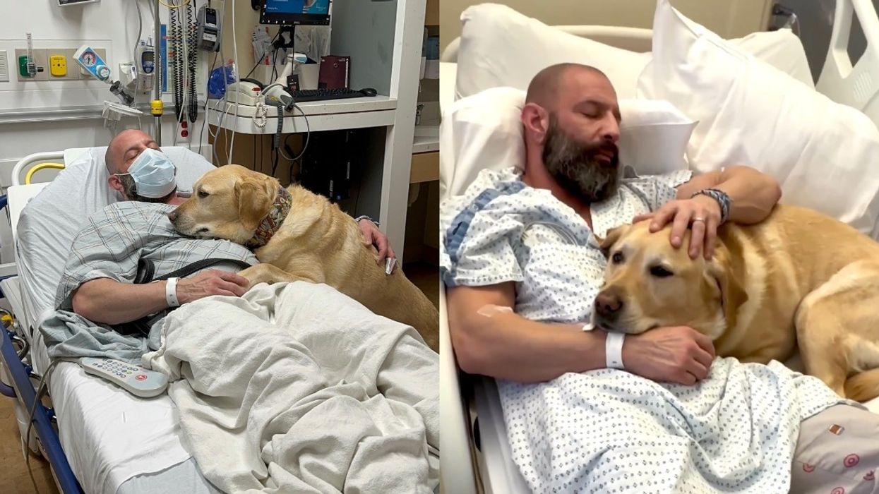 Service Dog Stays By Owner's Side For 3 Days During Hospital Stay - Goalcast