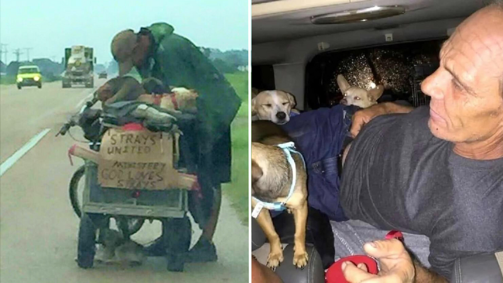 Struggling Man Pulls a Cart of Stray Dogs - Curious Woman Passing By Finds Out the Reason Why