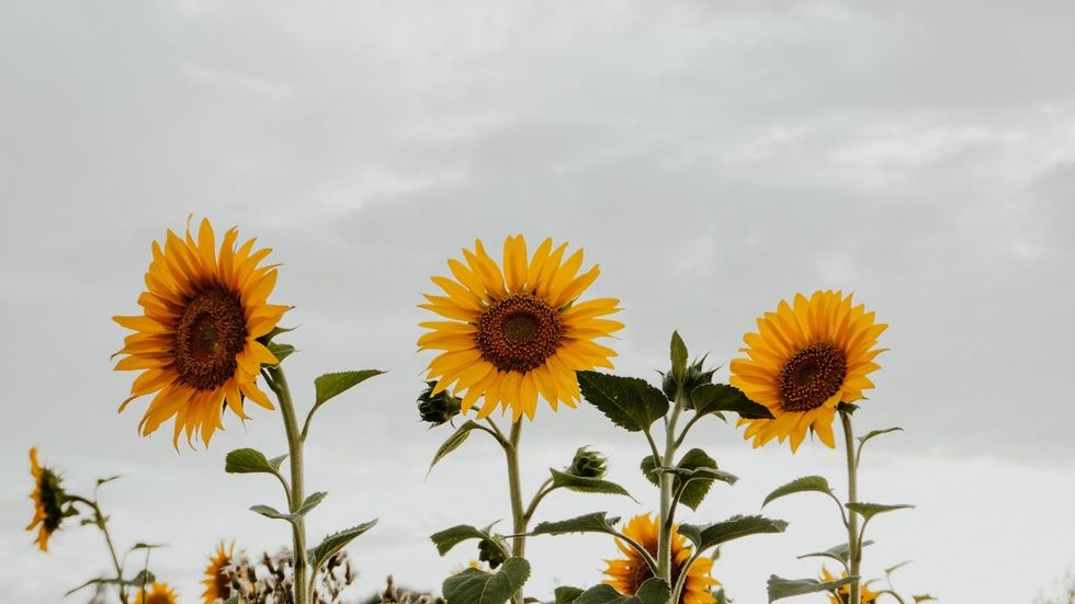 100 Sunflower Quotes That Will Brighten Up Your Day