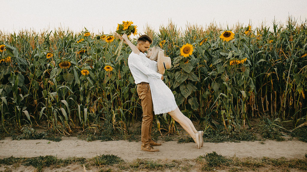 Sunflowers10 1024x576