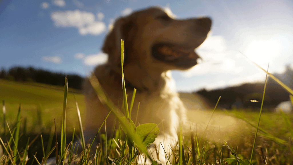 Sunshine Photo by Cornelia Steinwender on Unsplash