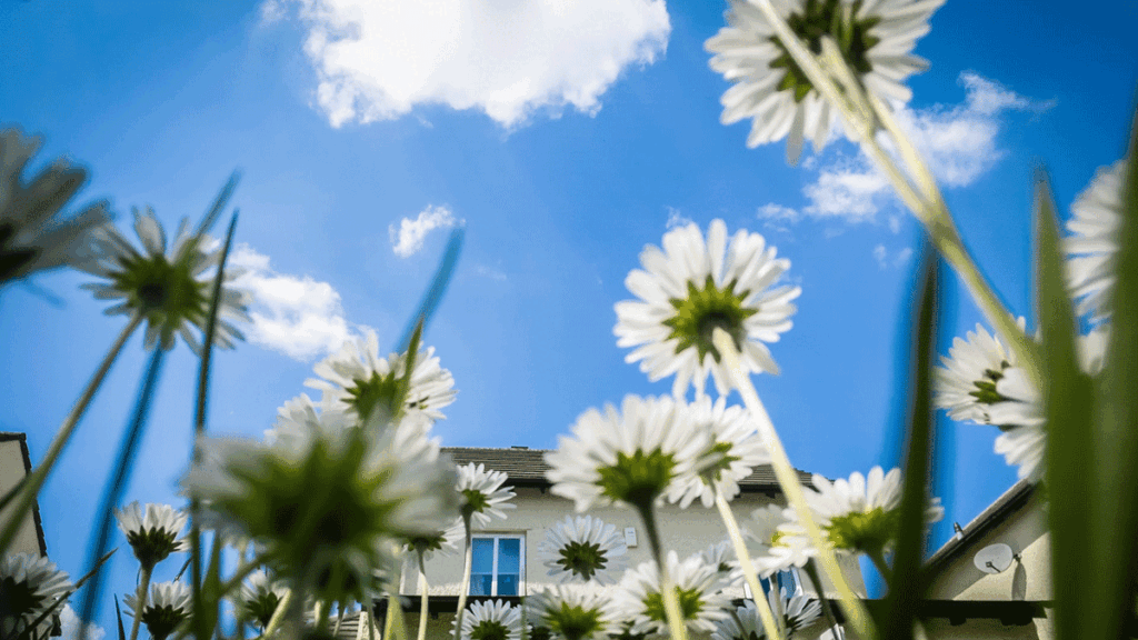 Sunshine Photo by Jonny Gios on Unsplash