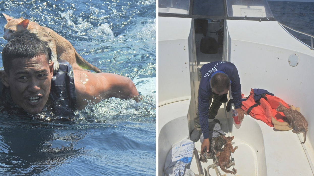 Thai Sailors Risk Their Lives To Rescue Kittens Trapped On Sinking Ship