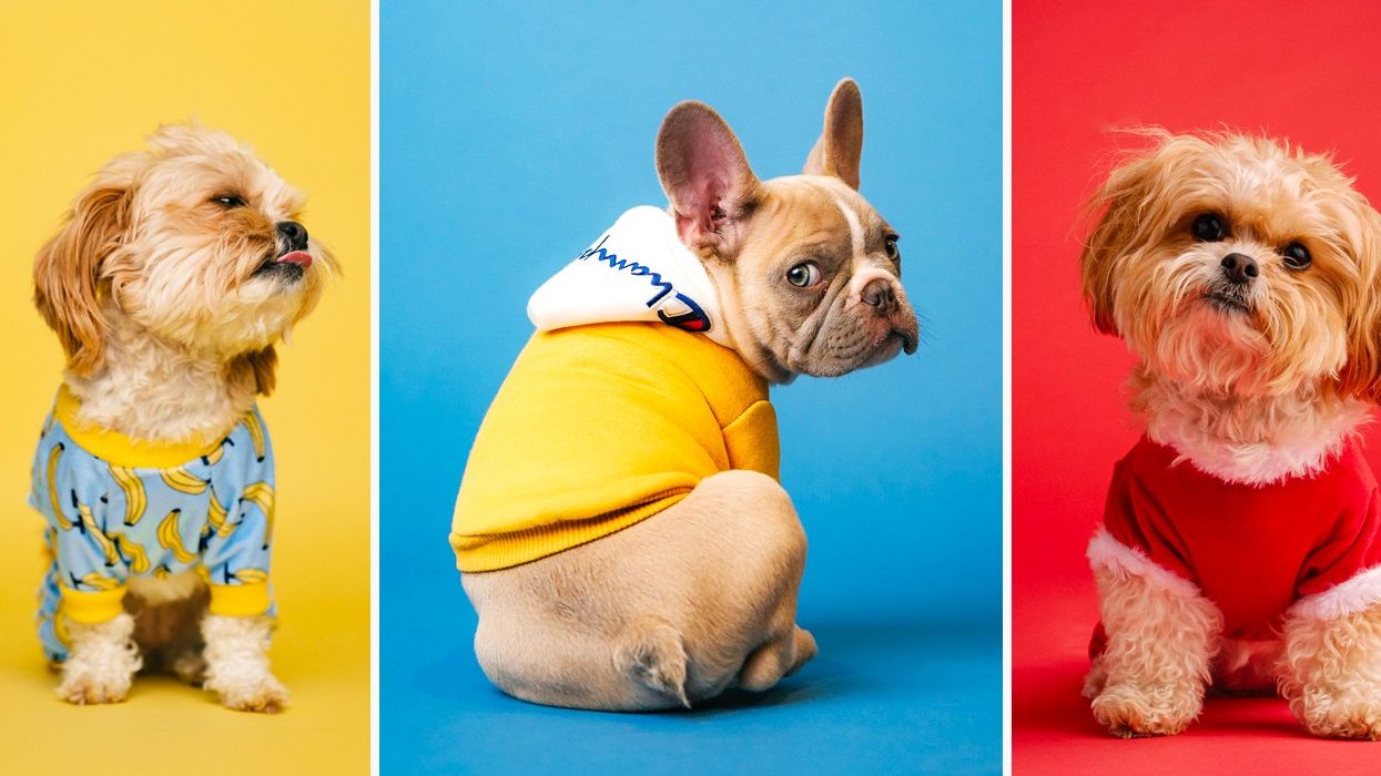 What Is Separation Anxiety In Dogs And How Do You Treat It?