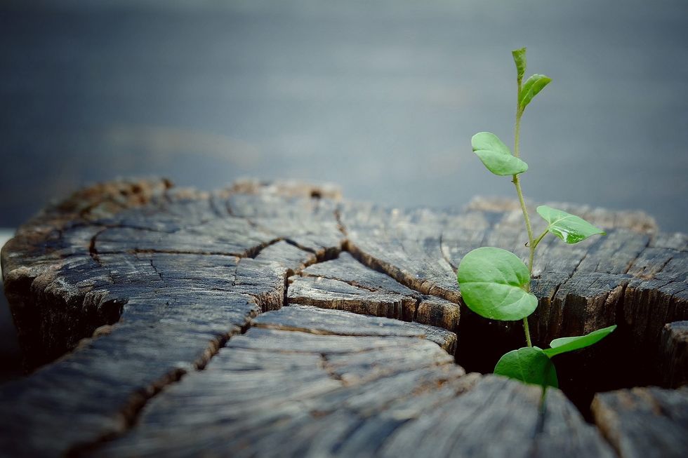 Thriving amidst change: after every ending is a new beginning; a chance to start over again